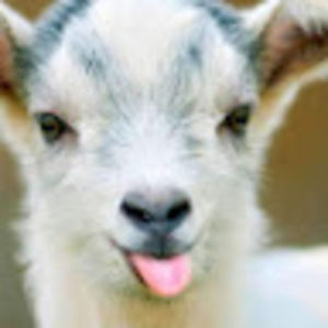 Meet your Posher, Quinn